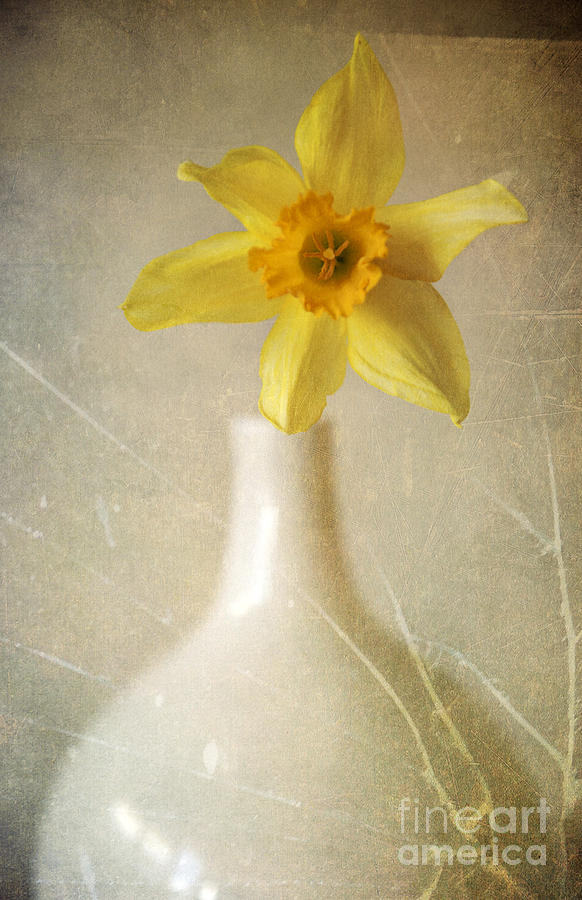 Yellow daffodil in the white flower pot Photograph by Jaroslaw Blaminsky