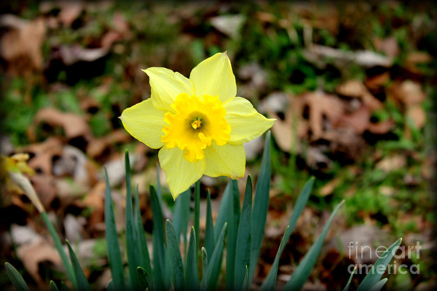 Yellow Daffodil Photograph by Kathy  White