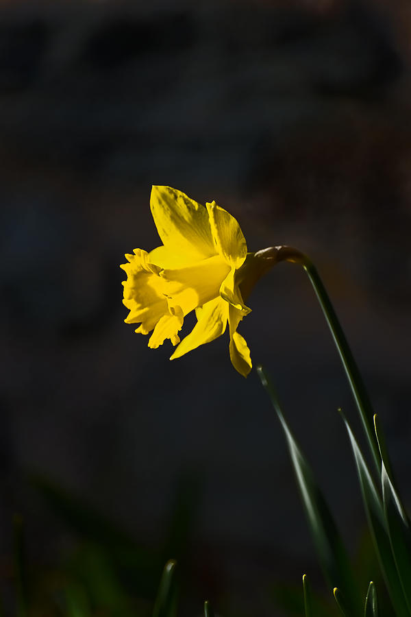 Yellow Daffodil Photograph by Robert Mitchell