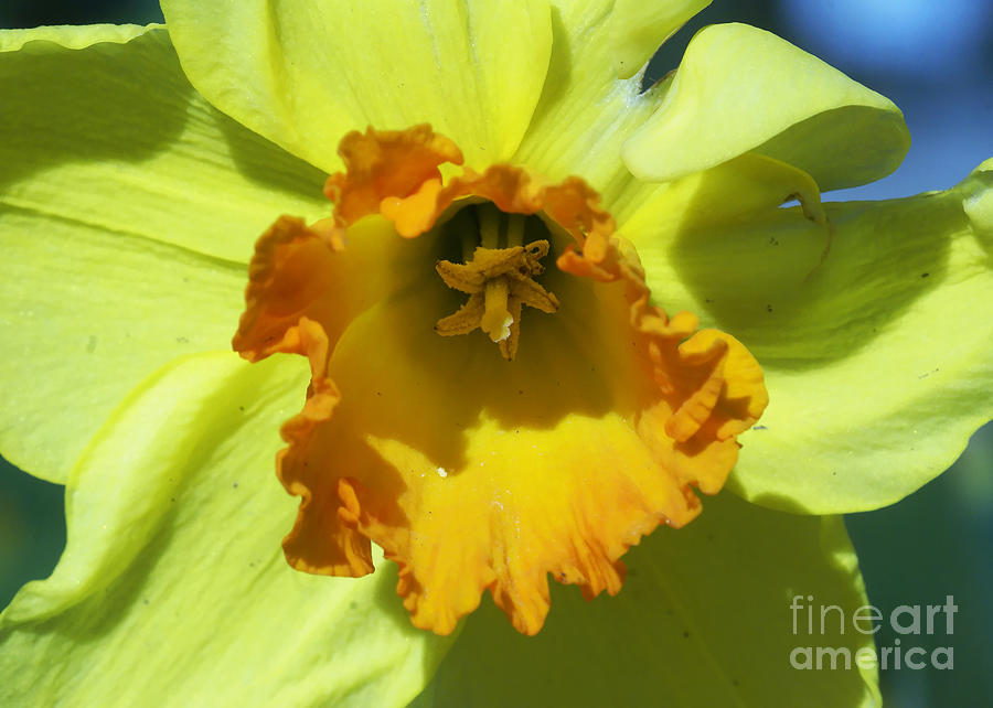 Yellow Daffodil Photograph by Rudi Prott