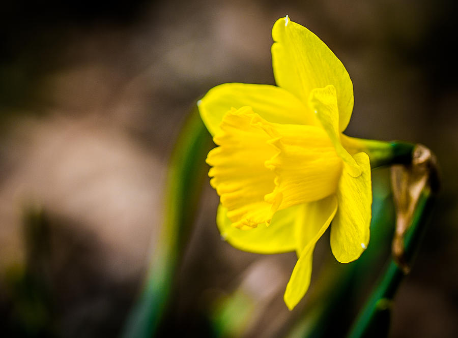 Yellow Daffodil Painting by Theodore Lewis - Fine Art America