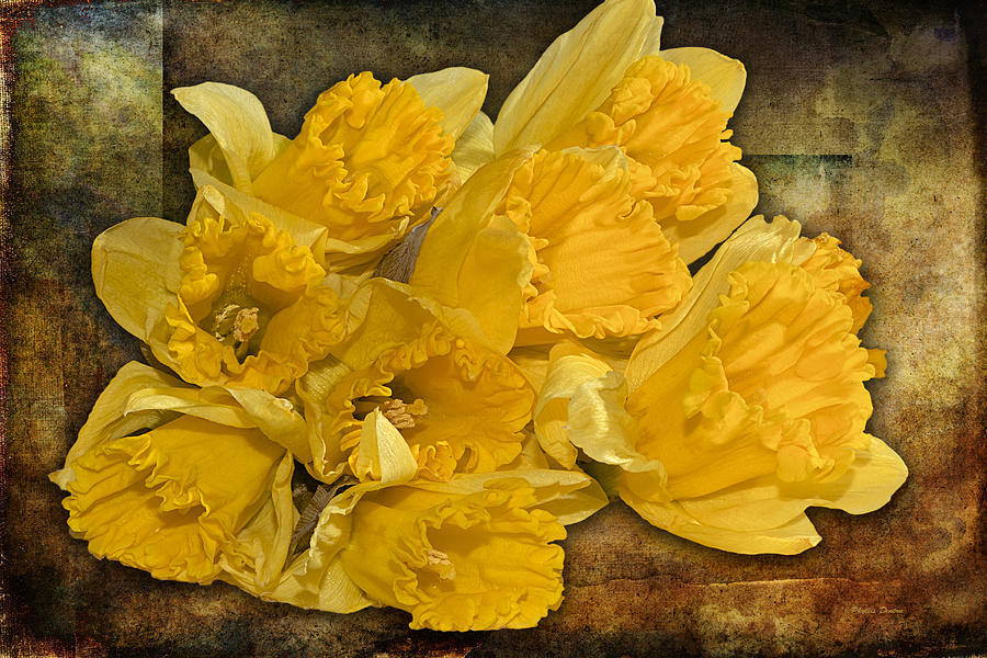 Yellow Daffodils And Texture Photograph by Phyllis Denton