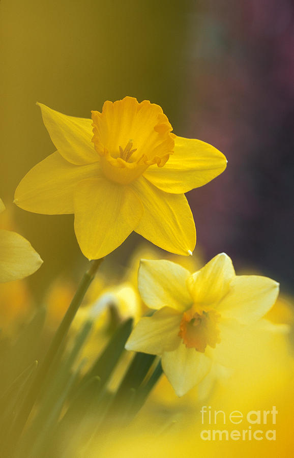 Yellow Daffodils  Photograph by Chris Scroggins