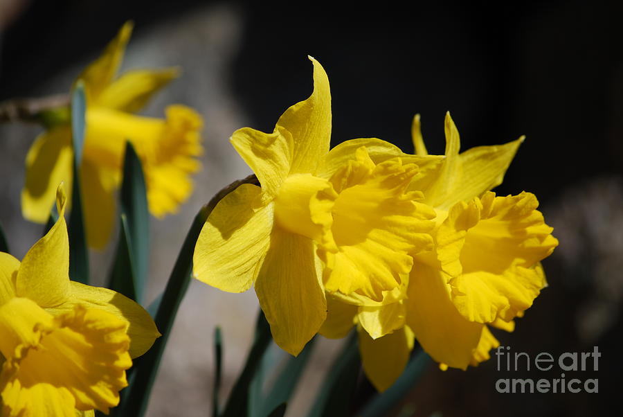 Yellow Daffodils Photograph by DejaVu Designs