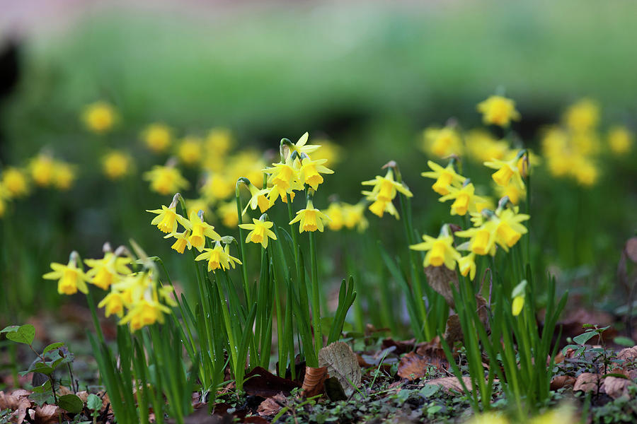 Yellow Daffodils Growing In A Flower Photograph by John Short