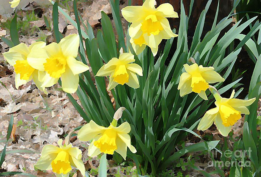Yellow Daffodils Photograph by Judy Palkimas