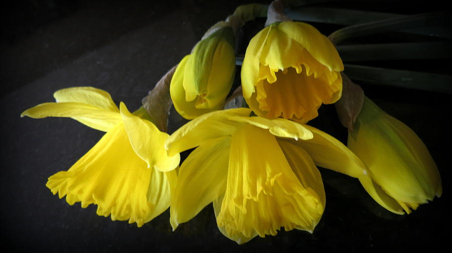 Yellow Daffodils Photograph