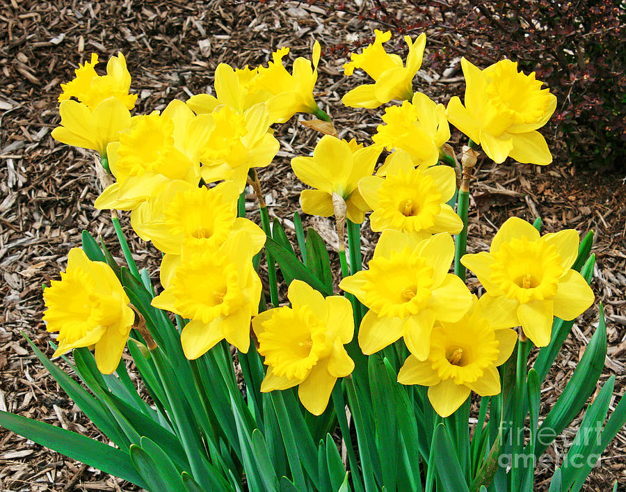 Yellow Daffodils Photograph by Larry Oskin