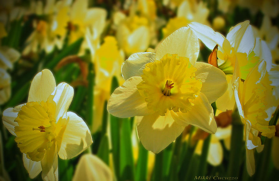 Yellow Daffodils Photograph by Mikki Cucuzzo