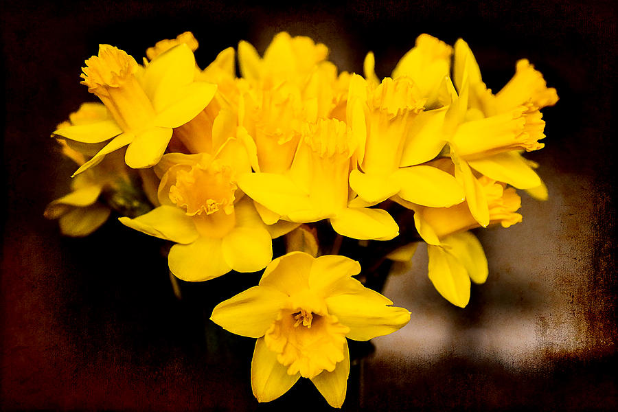 Yellow Daffodils Photograph by Milena Ilieva