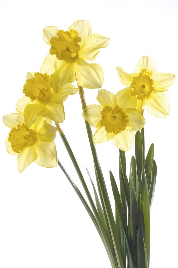 Yellow daffodils (Narcissus pseudonarcissus), close-up Photograph by Creativ Studio Heinemann