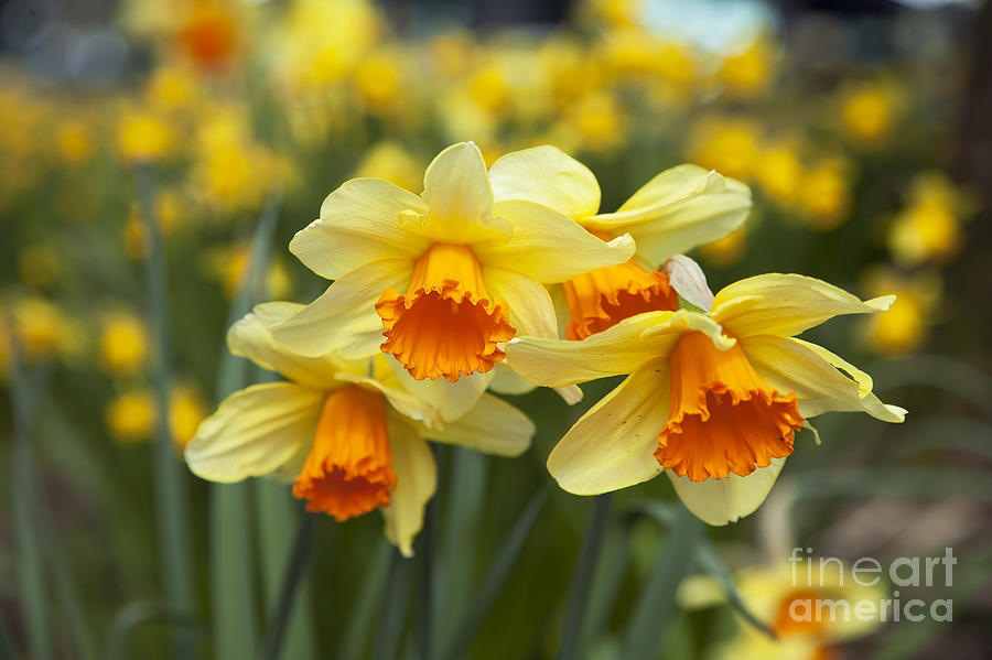 Yellow Daffodils Photograph by Peter French
