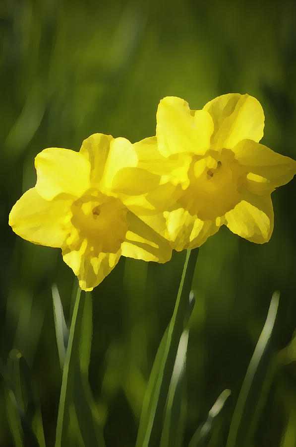 Yellow Daffodils Photograph by Sherri Meyer