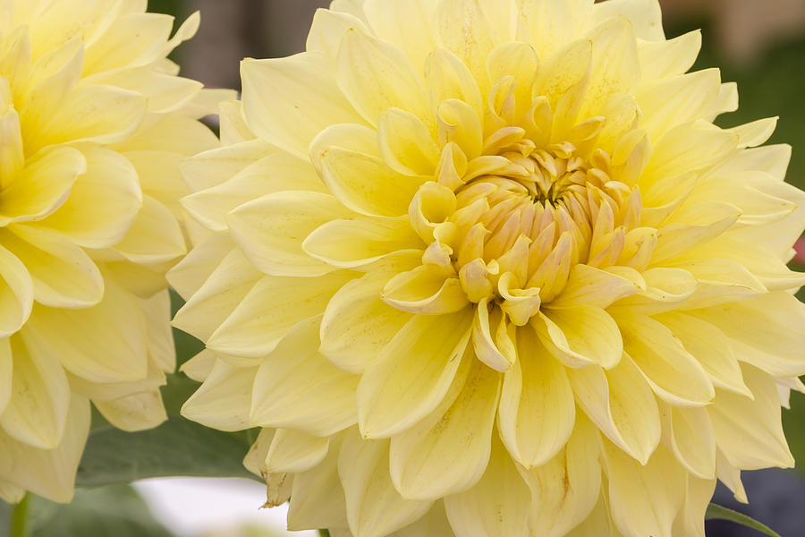 Nature Photograph - Yellow Dahlia by Chris Smith