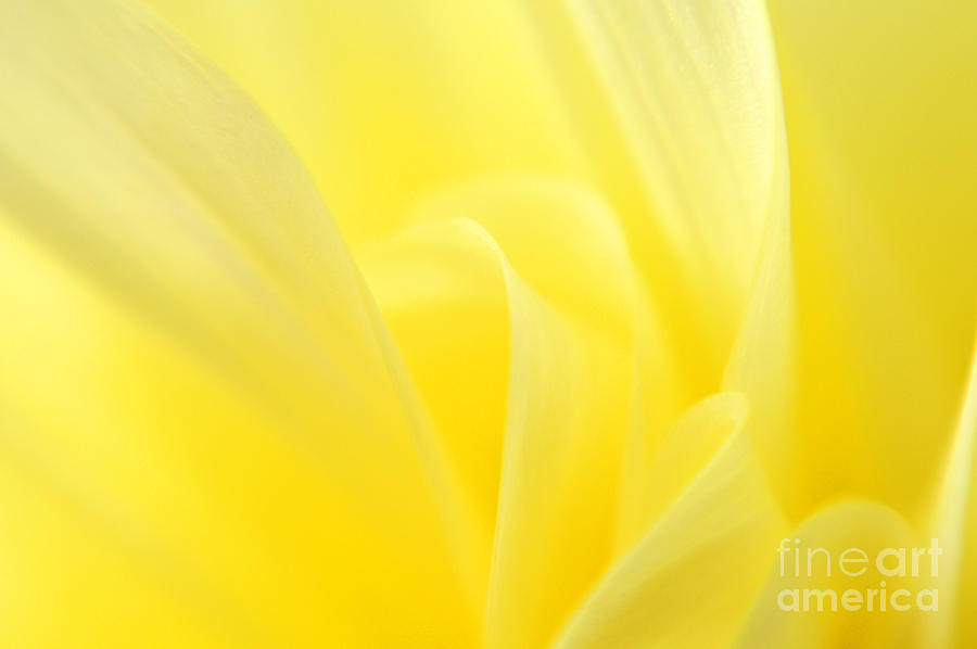 Yellow Dahlia Close-up Photograph by Olivia Hardwicke