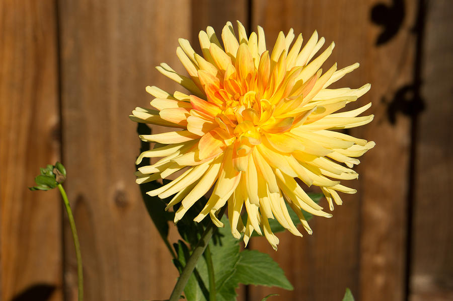 Yellow Dahlia Photograph by Weir Here And There