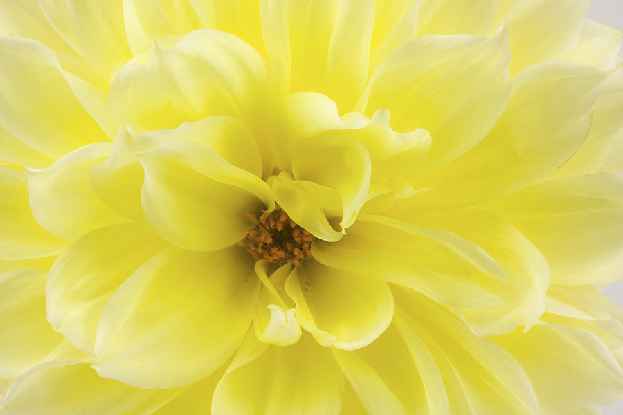 Yellow Dahlia Flower Photograph by Keith Webber Jr