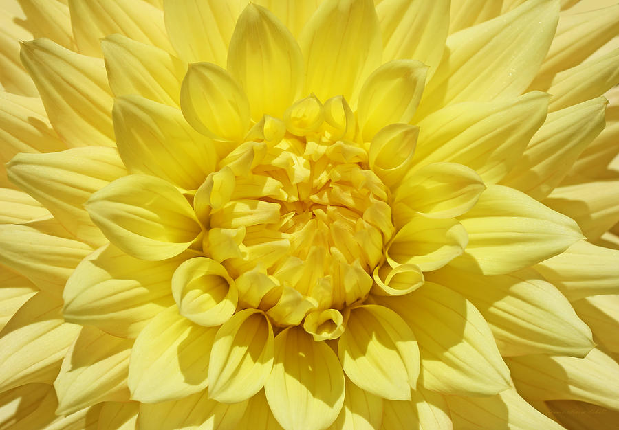 Summer Yellow Dahlia Flower  Photograph by Jennie Marie Schell