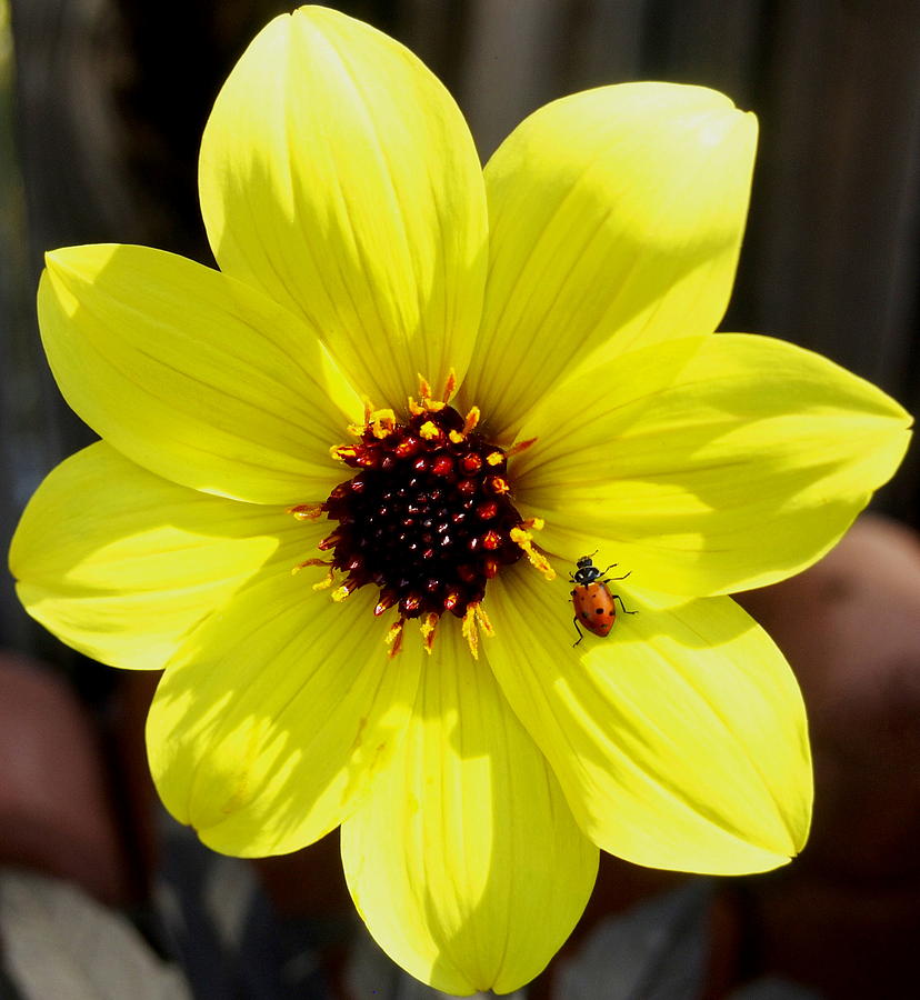 Yellow Dahlia Flower with Red Ladybug on Petals Photograph by Amy McDaniel