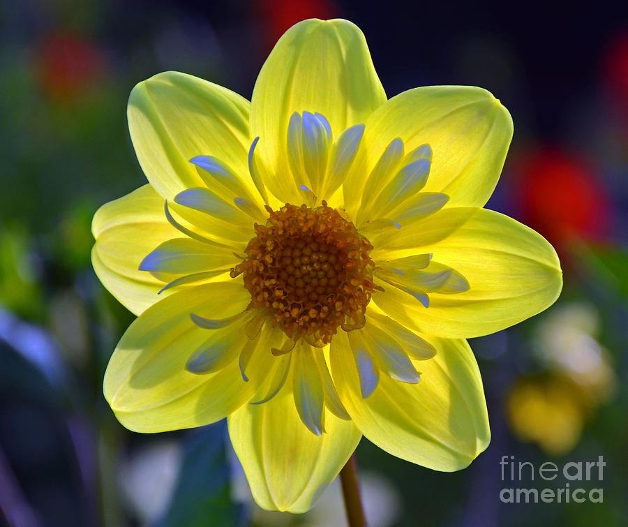 Flowers Still Life Photograph - Yellow Dahlia by Frank Larkin