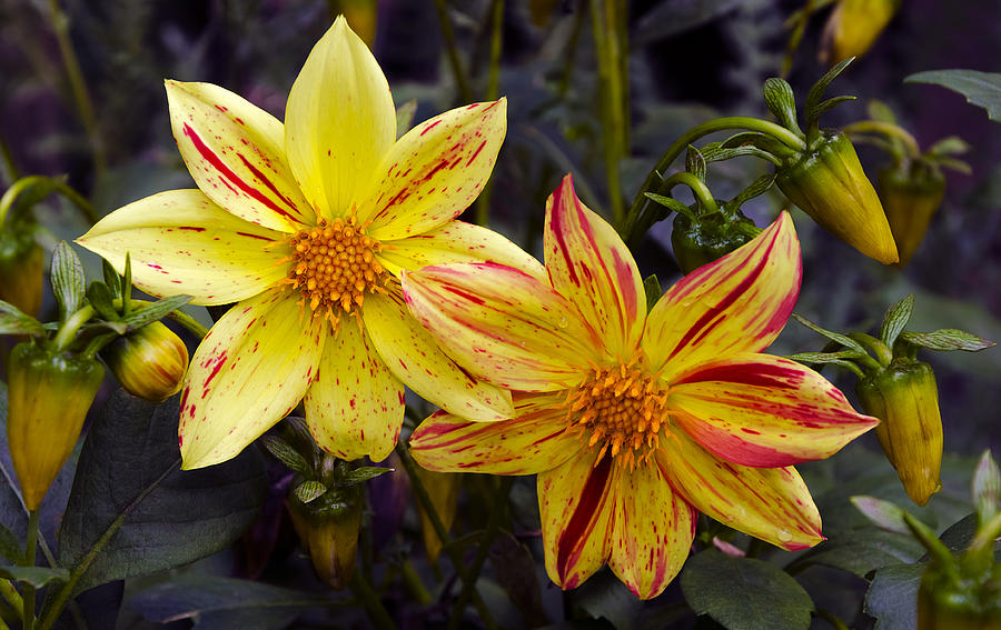 Yellow Dahlia Photograph by Greg Reed