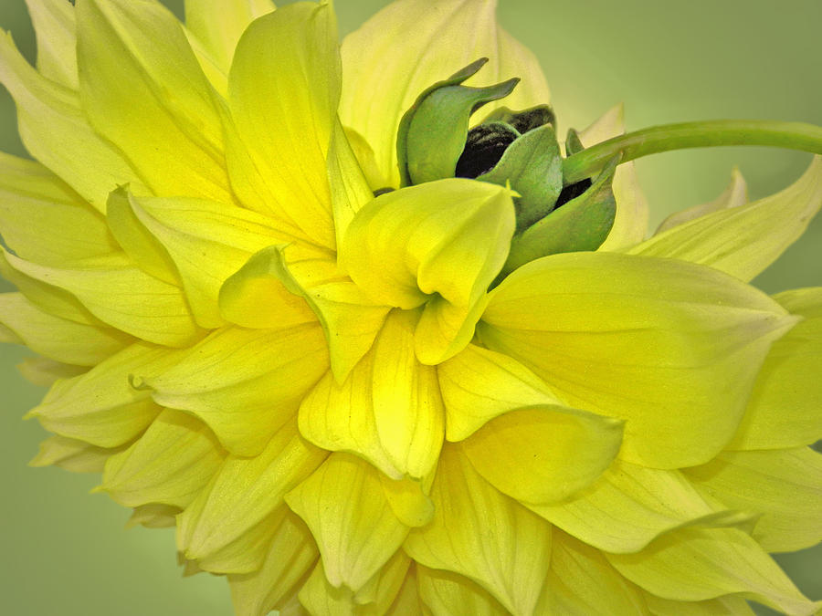 Yellow Dahlia Photograph by Nina Bradica