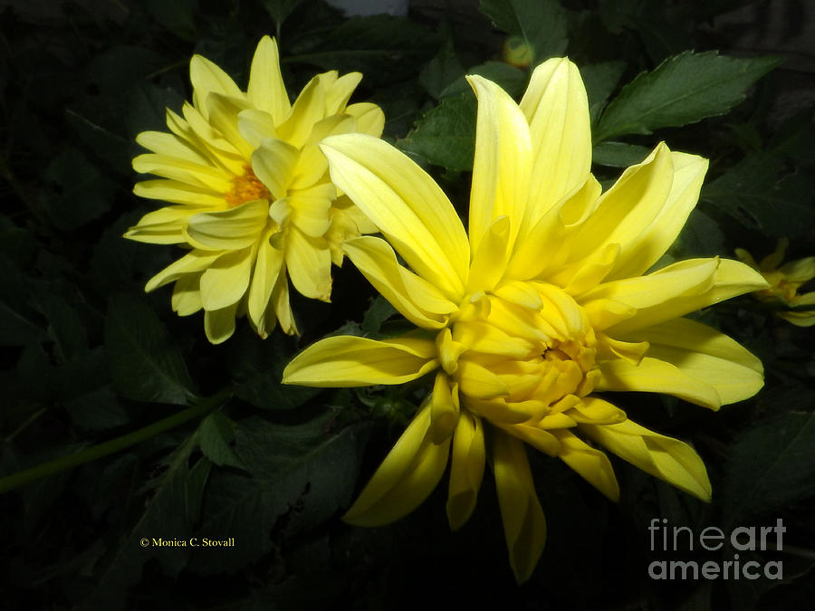 Yellow Dahlias Opening Collection No. Y87 Photograph by Monica C Stovall