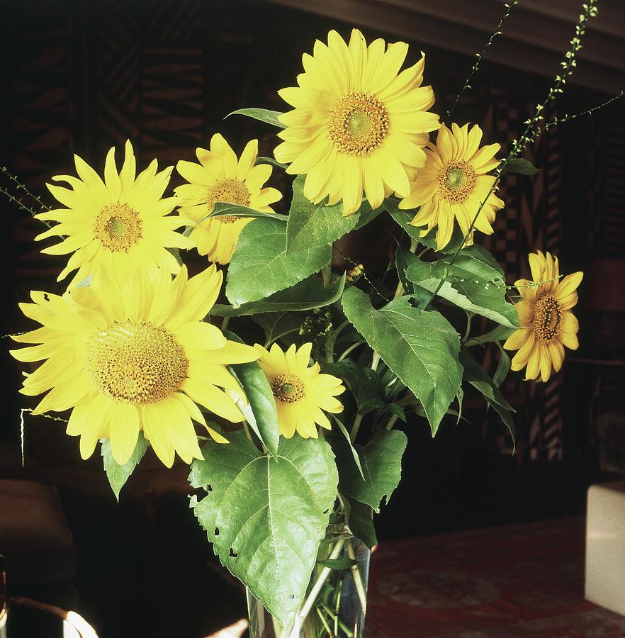 Yellow Daisies Photograph by Horst P. Horst