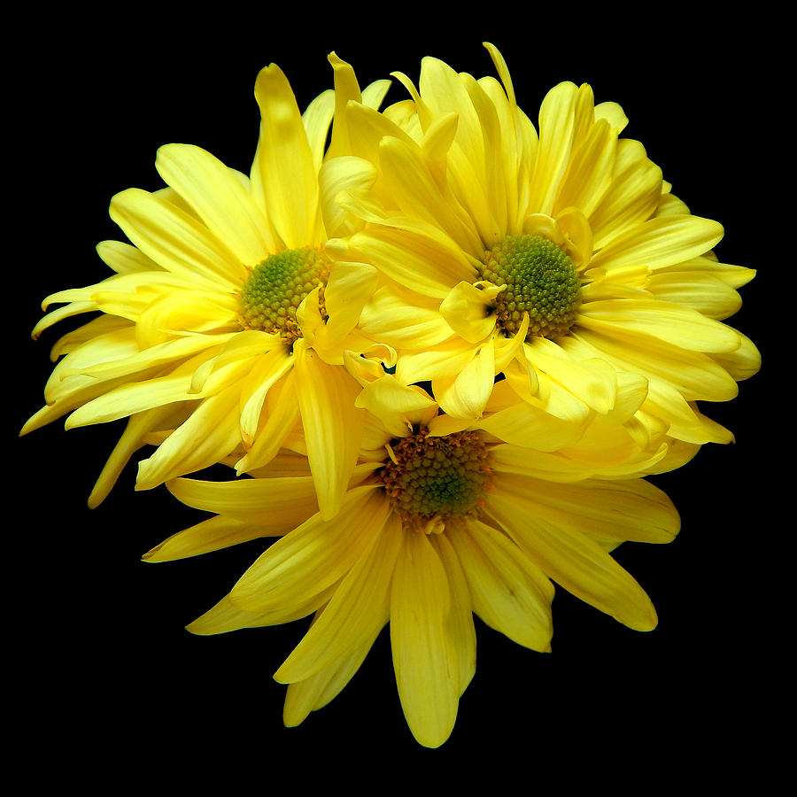 Yellow Daisies Still Life Flower Art Poster Photograph by Lily Malor