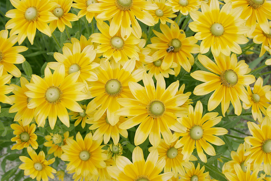 Yellow Daisies Photograph by Todd Kuhns - Pixels