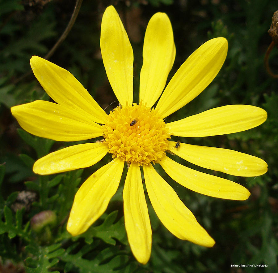 Yellow Daisy 01 Photograph by Brian Gilna