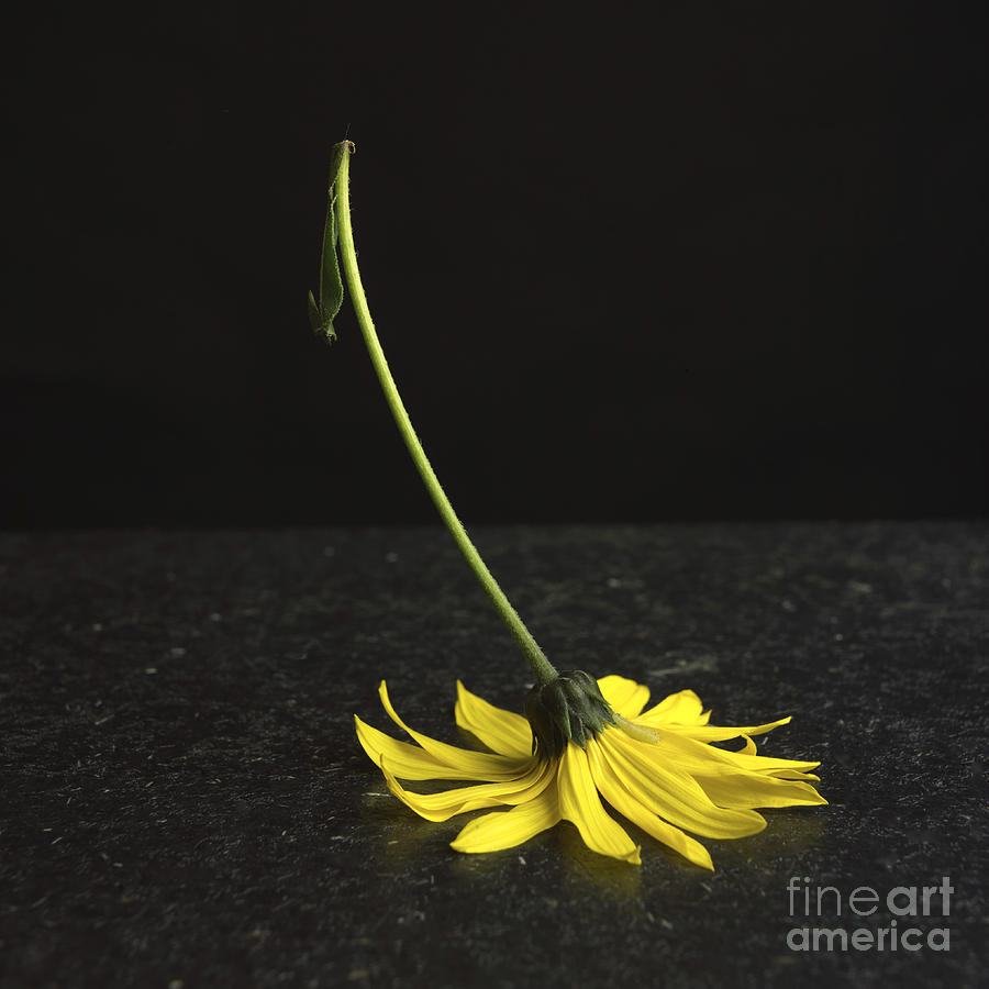 Nature Photograph - Yellow daisy by Bernard Jaubert