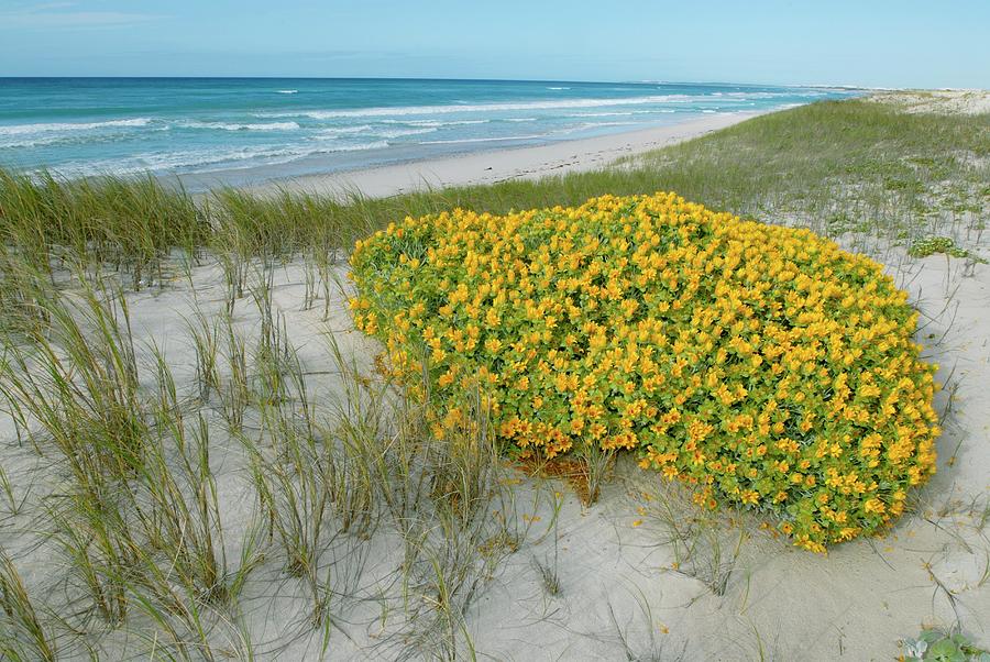 Yellow Daisy Bush On Coastal Sand Dune Photograph by Peter Chadwick/science Photo Library