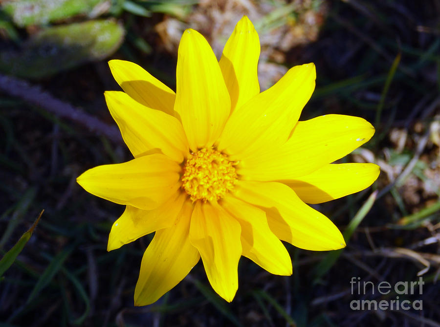 Yellow Daisy Photograph by Cassandra Buckley