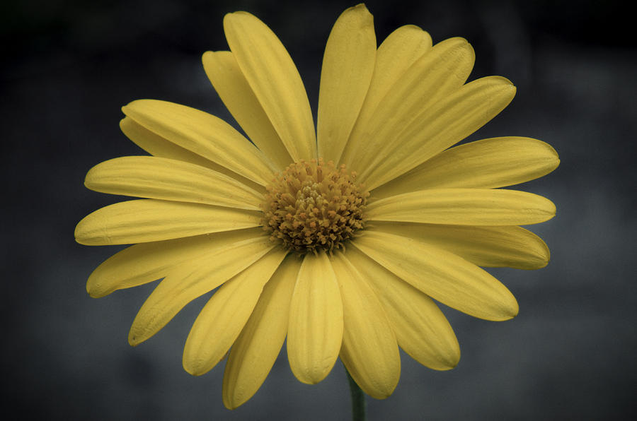 Daisy Photograph - Yellow Daisy by Charles Feagans