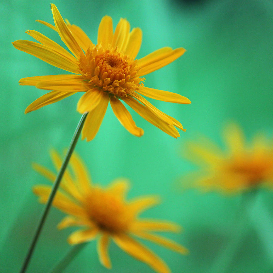Yellow Daisy Dreams Photograph by Suzanne Gaff