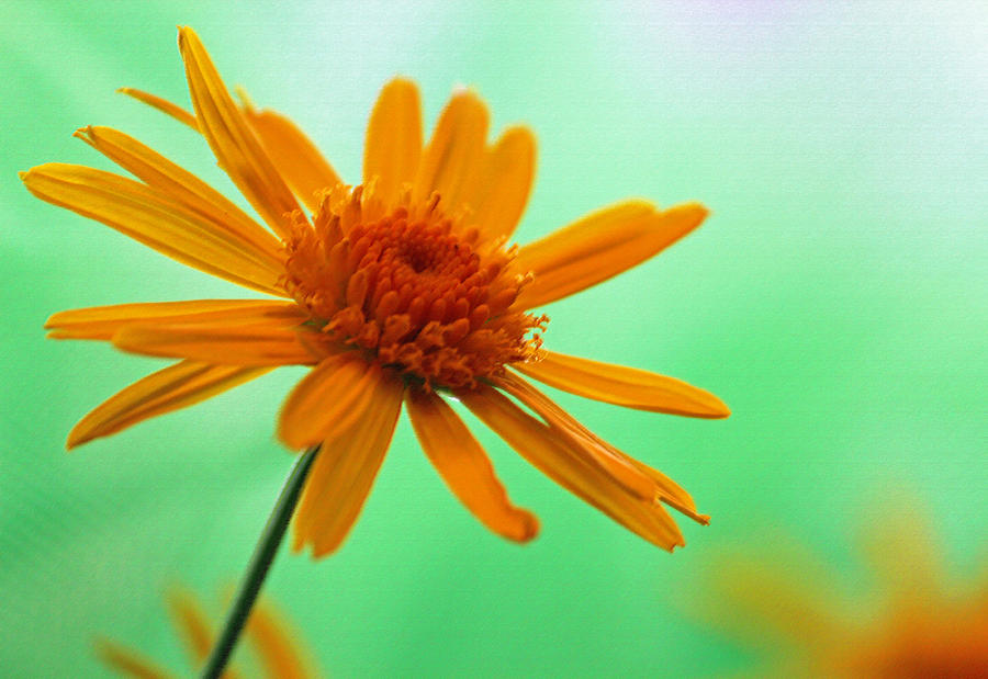Yellow Daisy Enhanced Photograph by Suzanne Gaff