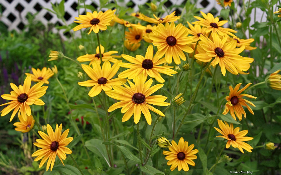 Yellow Daisy Flowers #2 Photograph by Ann Murphy