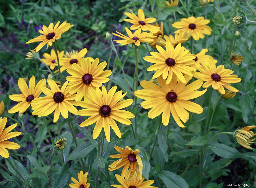 Flower Photograph - Yellow Daisy Flowers #3 by Ann Murphy