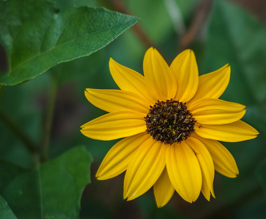 Daisy Photograph - Yellow daisy by Jane Luxton