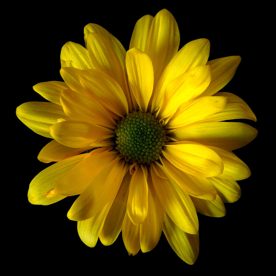 Yellow Daisy Still Life Flower Art Poster Photograph by Lily Malor