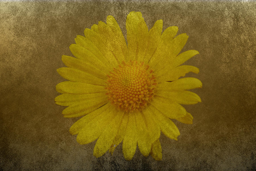 Yellow Daisy Photograph by Lynn Bolt
