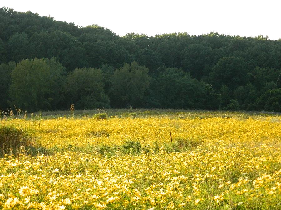 Yellow Daisy Meadow Ohio Photograph