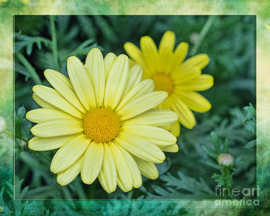 Yellow Daisy Photoart Photograph