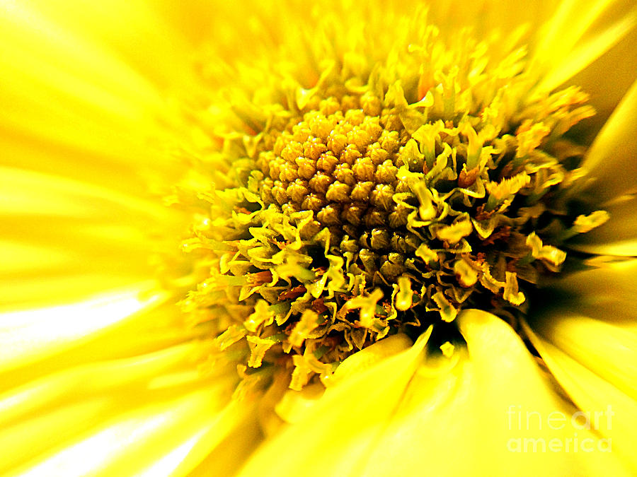 Yellow Daisy Stamen Photograph by Femina Photo Art By Maggie