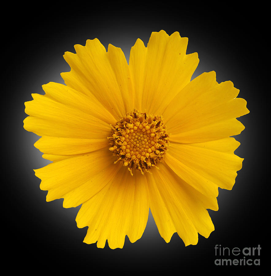 Yellow Daisy Photograph by Tony Cordoza