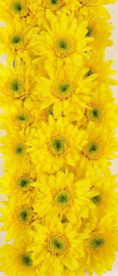 Yellow Daisys Photograph