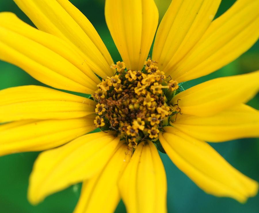 Flower Photograph - Yellow Daisys by Rosemarie E Seppala