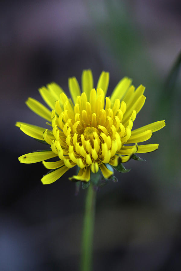 Yellow Dandelion Photograph by Ester McGuire