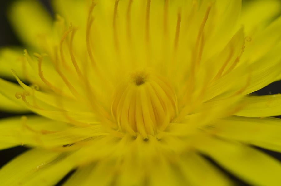 Nature Photograph - Yellow Dandelion Flower by Julie Wynn